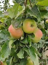 apples-the-orchard